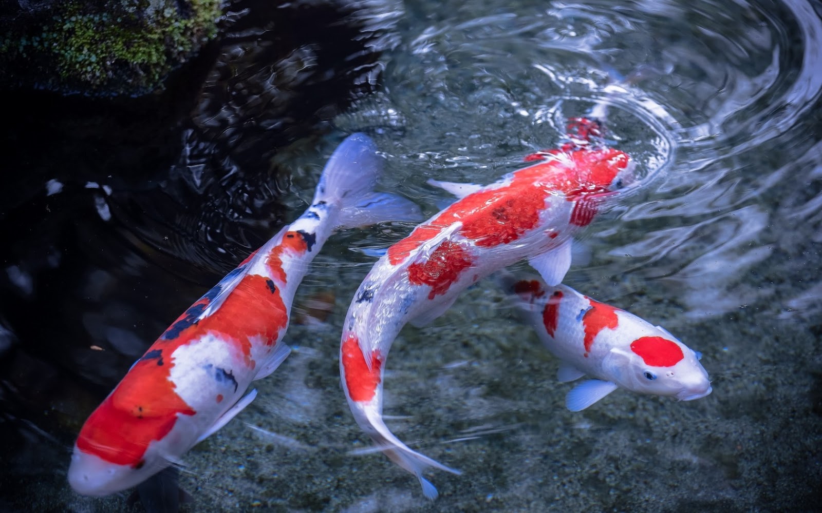 Mengenal Ikan Koi Dari SeJarah Dan Keistimewaannya