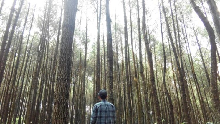 Hutan Pinus Mangunan, Alternative Tempat Wisata Hits di