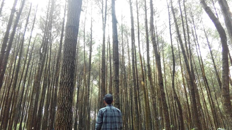 Hutan Pinus Mangunan, Alternative Tempat Wisata Hits di Jogja Untuk Rombongan