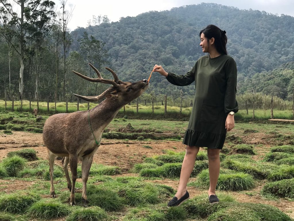 Bumi Perkemahan Ranca Upas, Membawa Kita Kembali Berbaur Dengan Alam Terbuka