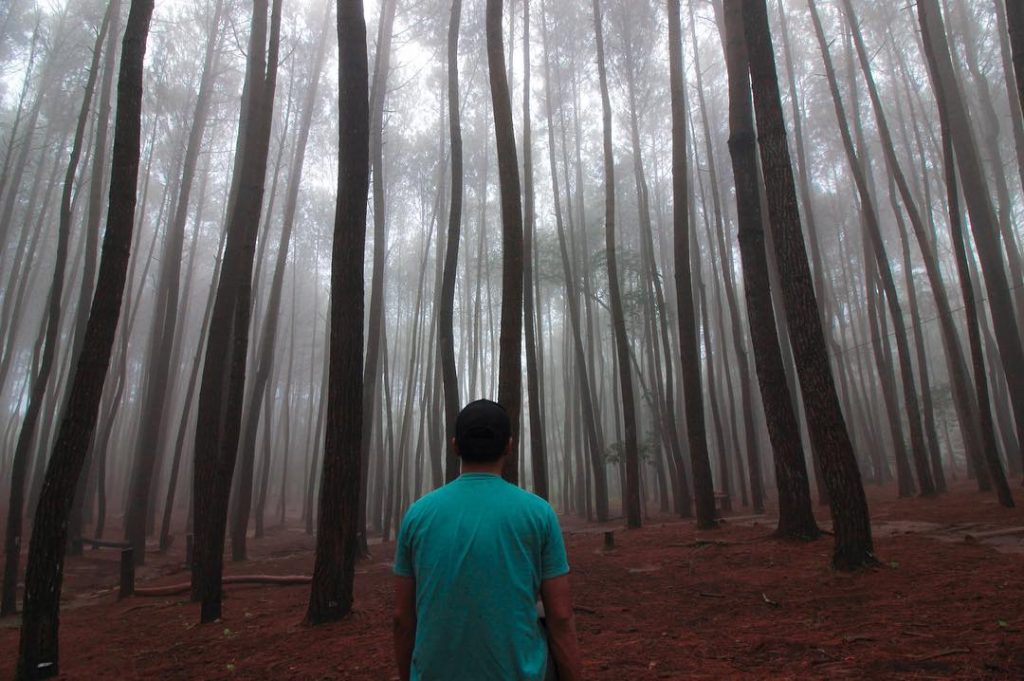 Hutan Pinus Yogyakarta Mempesona Semua Wisatawan Yang Berkunjung