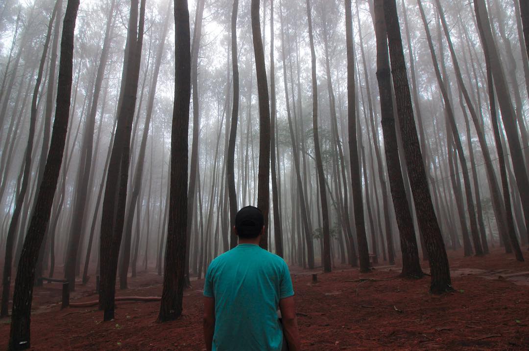 Hutan Pinus Yogyakarta Mempesona Semua Wisatawan Yang Berkunjung