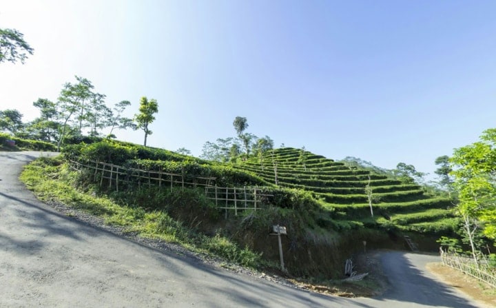 Kebun Teh Nglinggo Kulon Progo Yang Wajib Dikunjungi, Pencari Embun