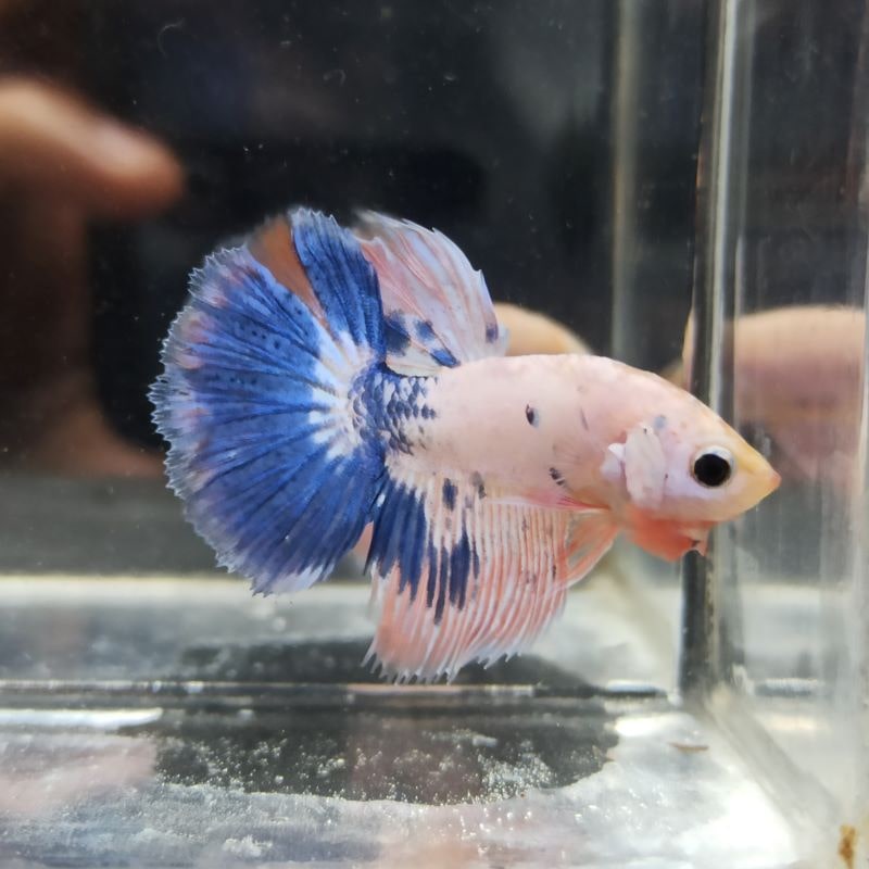 Jual Ikan cupang jogja betta fancy partaian