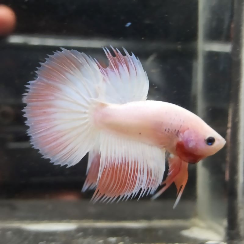 Jual Ikan cupang jogja betta hellokity partaian
