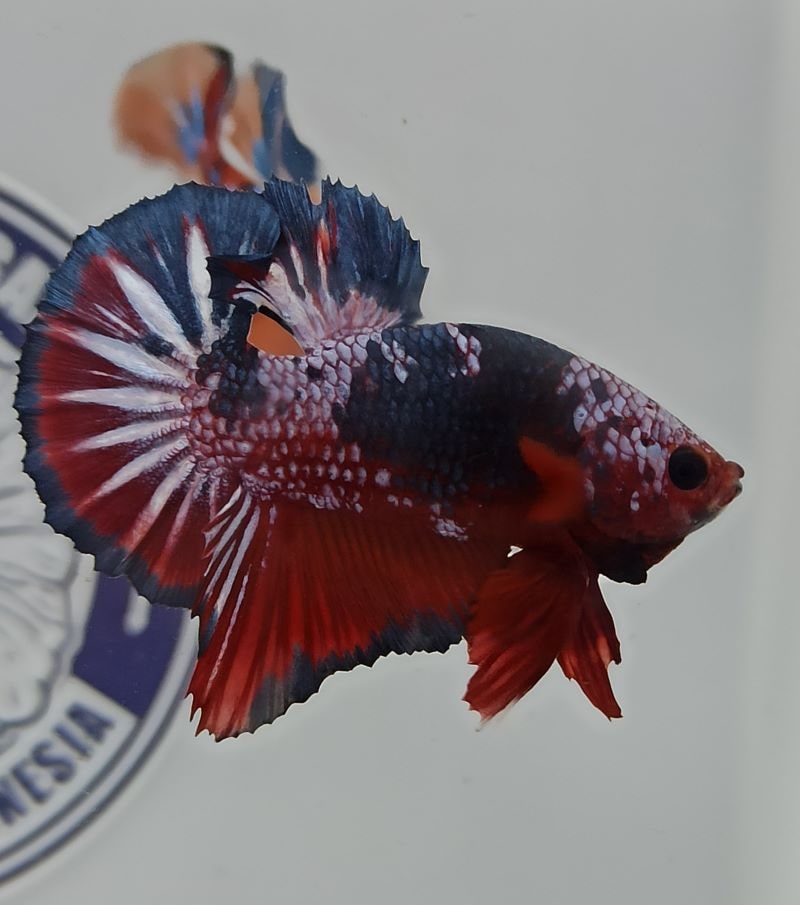 Giant Multicolor Usia 3 Bulan