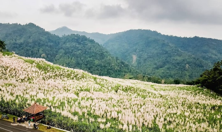 Kebun Tebu Gendu