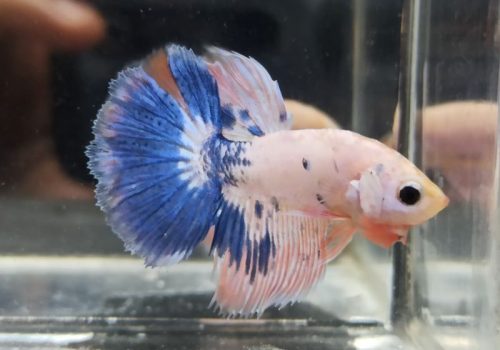 Jual Ikan cupang jogja betta fancy partaian