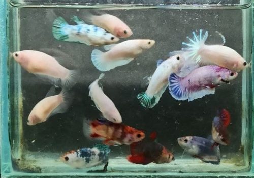 Jual Ikan cupang jogja betta fancy partaian Jual Ikan cupang jogja betta fancy partaian