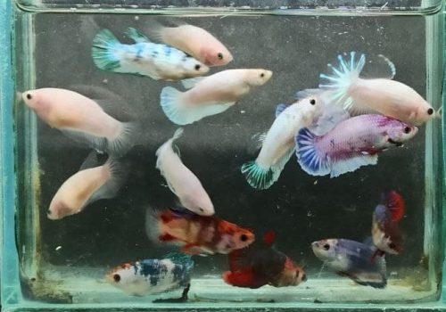 Jual Ikan cupang jogja betta fancy partaian Jual Ikan cupang jogja betta fancy partaian