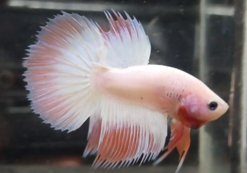 Jual Ikan cupang jogja betta hellokity partaian